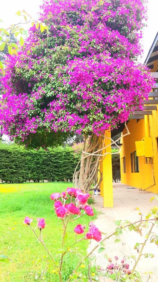 Casa Felice Guest House La Serena Exterior photo